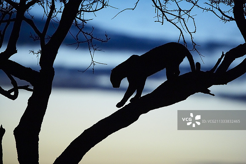 肯尼亚马赛马拉保护区树上的猎豹图片素材