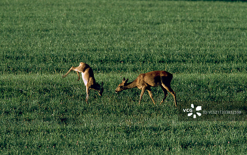 母狍和小鹿在法国田野里嬉戏图片素材