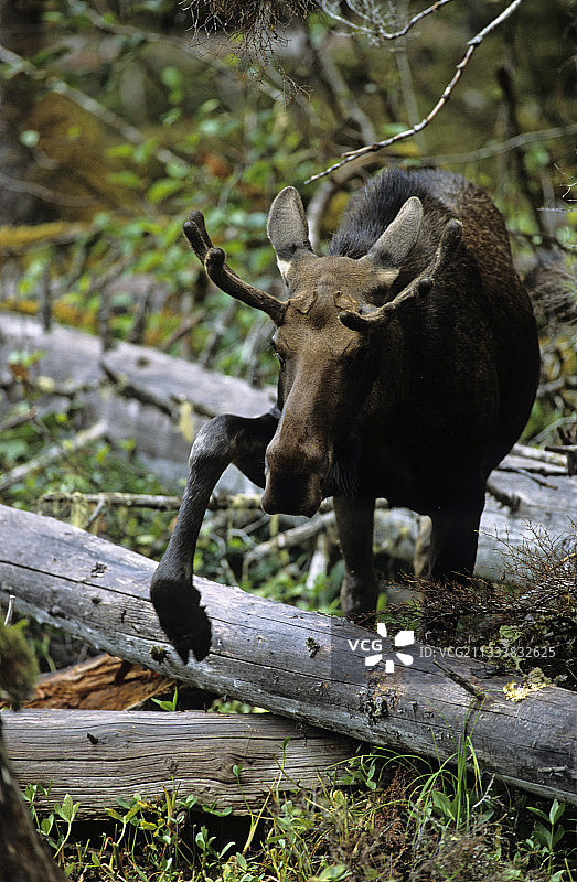 阿拉斯加冰川湾国家公园原始森林中行走的驼鹿图片素材