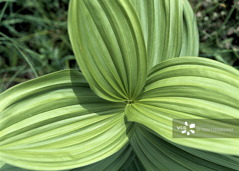 西班牙的绿藜芦叶图片素材