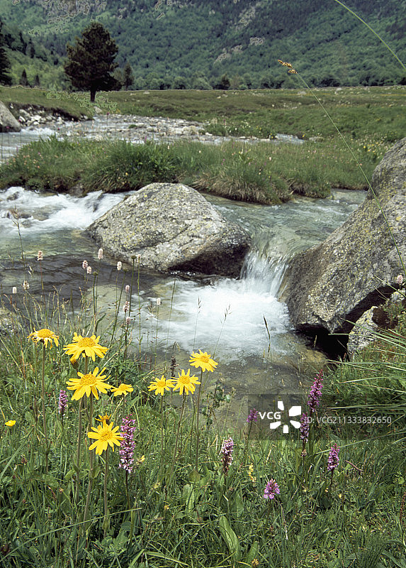 西班牙小溪岸边的山金车图片素材