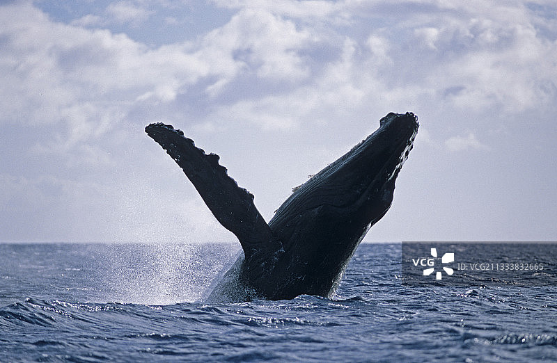 在夏威夷海洋保护区跳跃的座头鲸图片素材