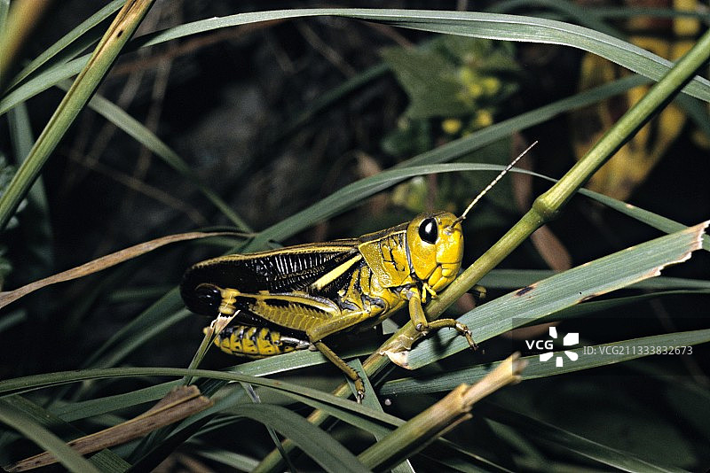 大型条纹蚱蜢图片素材