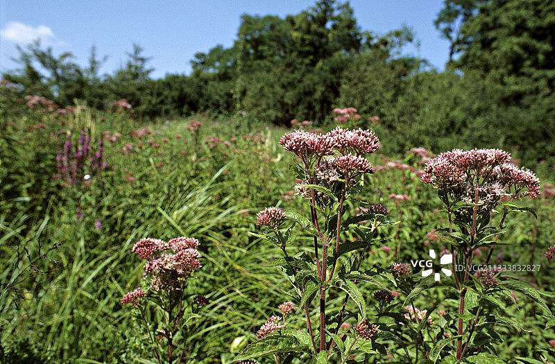 盛开的胜红蓟图片素材