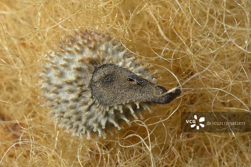 法国绵羊心中的狗舌草图片素材