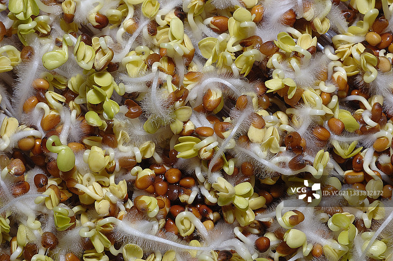 用于法国食品的发芽种子图片素材