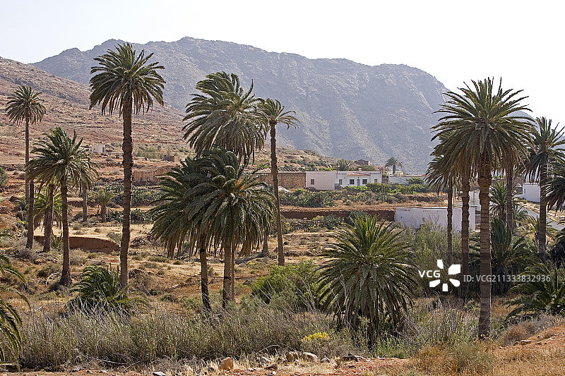 加那利群岛的枣椰树图片素材
