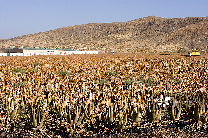 加那利群岛芦荟栽培图片素材