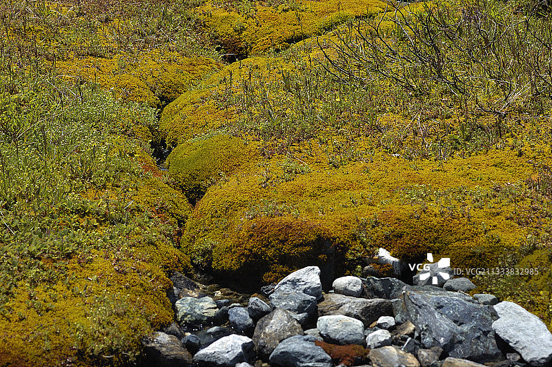 法国瓦努瓦斯国家公园的泥炭沼泽图片素材