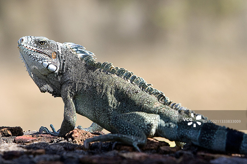 法属圭亚那绿鬣蜥图片素材