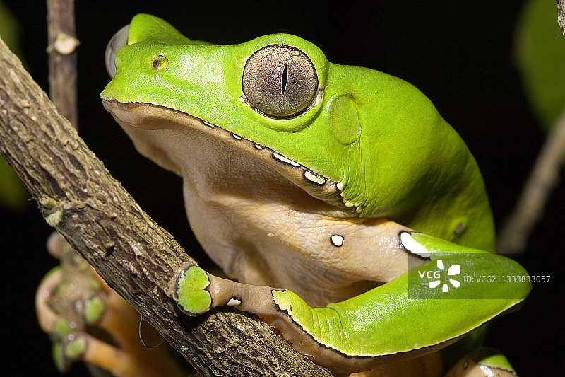 法属圭亚那猴蛙肖像图片素材