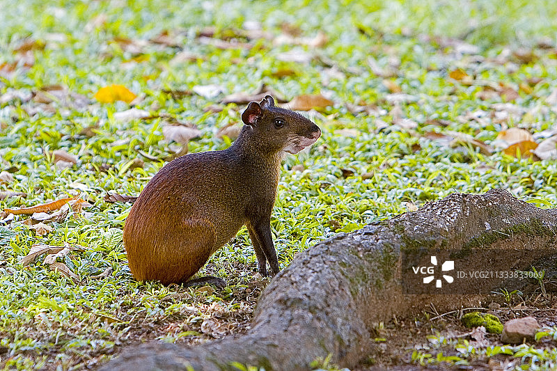 法属圭亚那的刺豚鼠图片素材