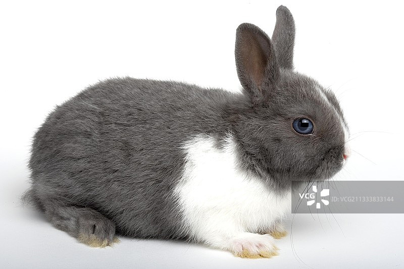 灰白色小兔子图片素材