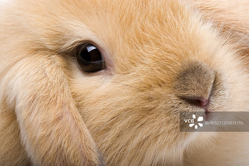 侏儒兔头部特写图片素材