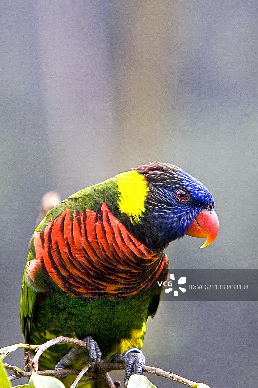 新加坡裕廊飞禽公园的彩虹鹦鹉图片素材