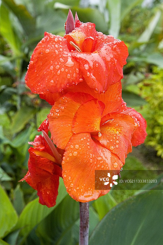 哥斯达黎加美人蕉鲜花图片素材