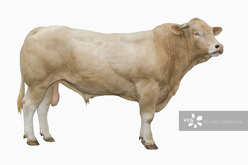 阿基坦金发牛品种的公牛肖像图片素材