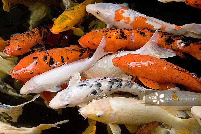 加那利群岛西班牙的鲤鱼图片素材