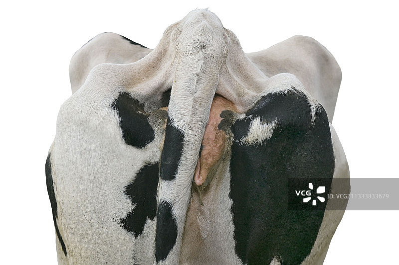 荷斯坦奶牛的育肥状况评估：第一阶段图片素材