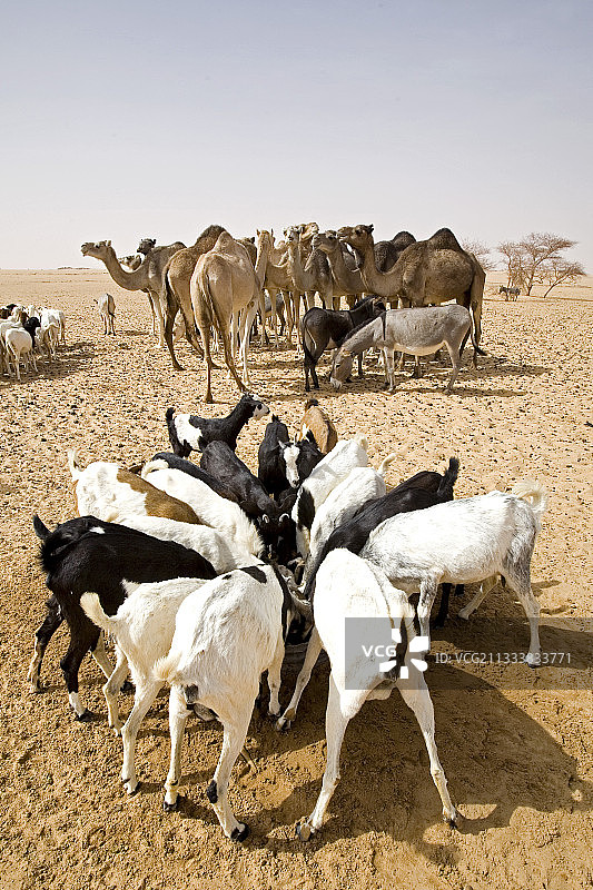 泰内雷尼日尔沙漠水井边的山羊、驴和单峰骆驼图片素材