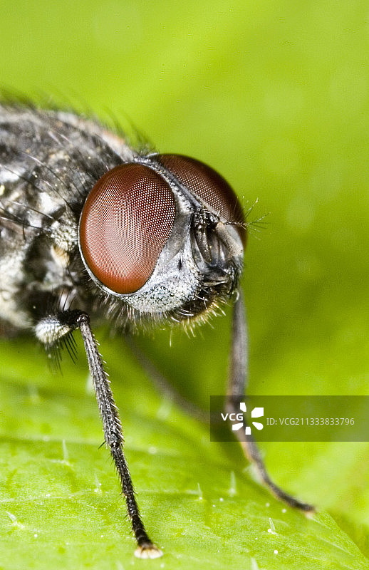 法国树叶上的苍蝇图片素材