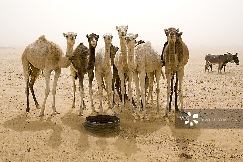 等待饮水的单峰骆驼，泰内雷尼日尔沙漠图片素材