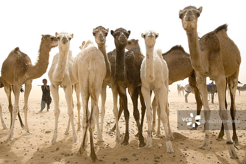 等待饮水的单峰骆驼（特内雷沙漠，尼日尔）图片素材