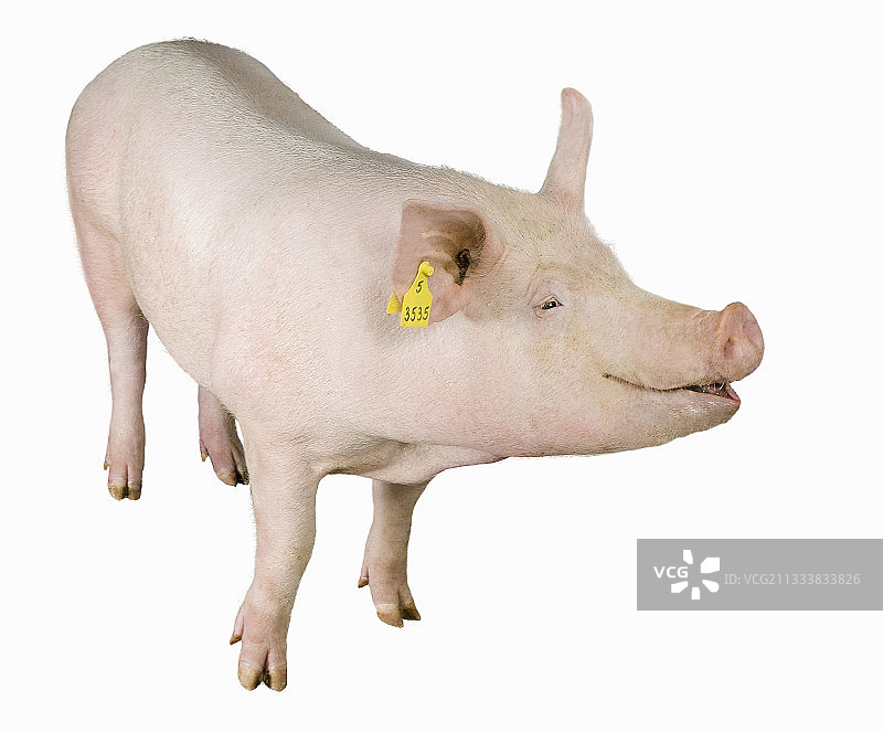 长白山猪品种幼母猪图片素材