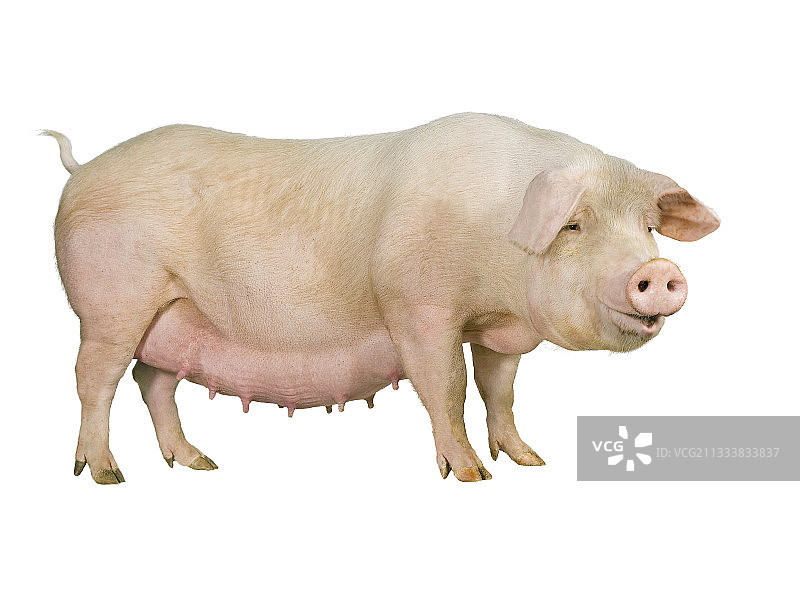 准备分娩的长白母猪图片素材