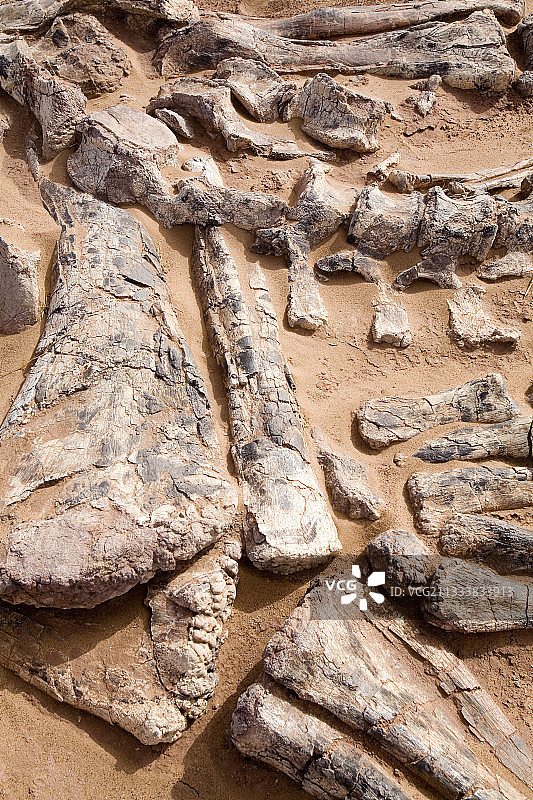 巨龙巴里亚和混淆的阿弗罗猎龙骨骼图片素材