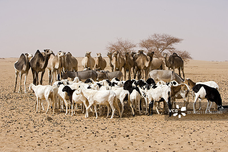 泰内雷尼日尔沙漠水井边的山羊、驴和单峰骆驼图片素材