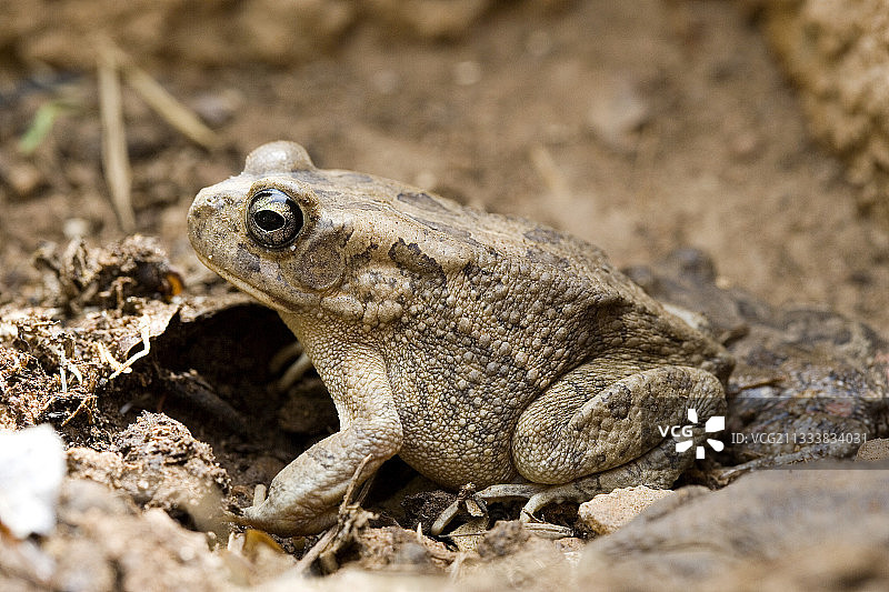 尼日尔W公园的蟾蜍图片素材