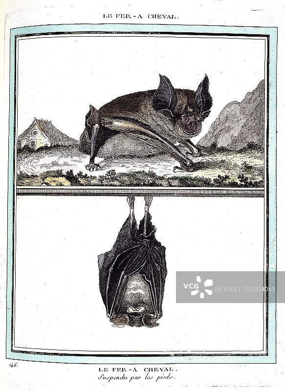 蝙蝠在地面和栖息处的肖像图片素材