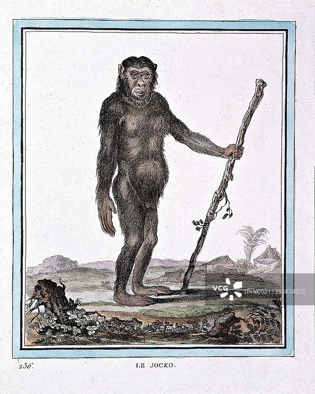 布丰自然史图板图片素材