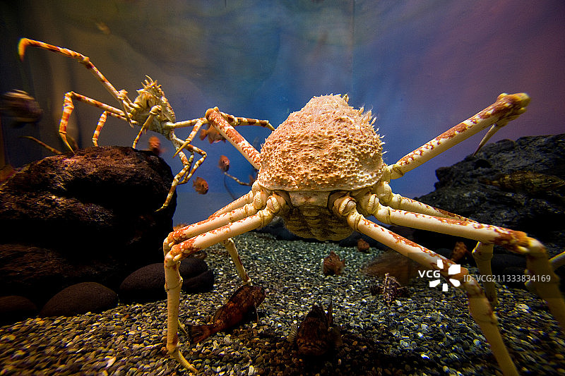 日本水族馆底部的螃蟹图片素材