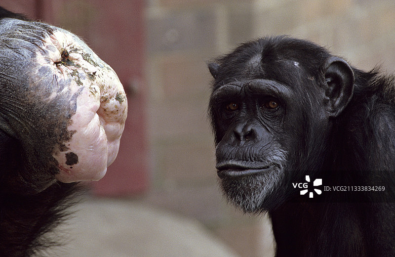 英国动物园里的黑猩猩图片素材