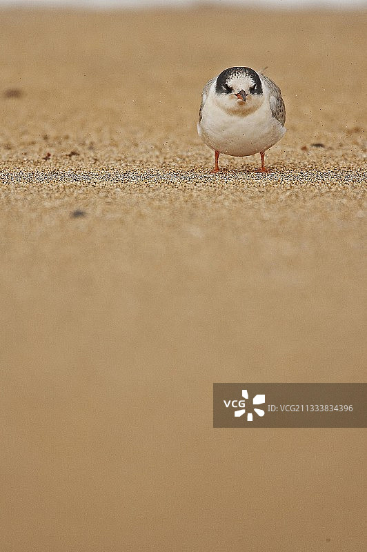 冰岛海滩上的北极燕鸥图片素材
