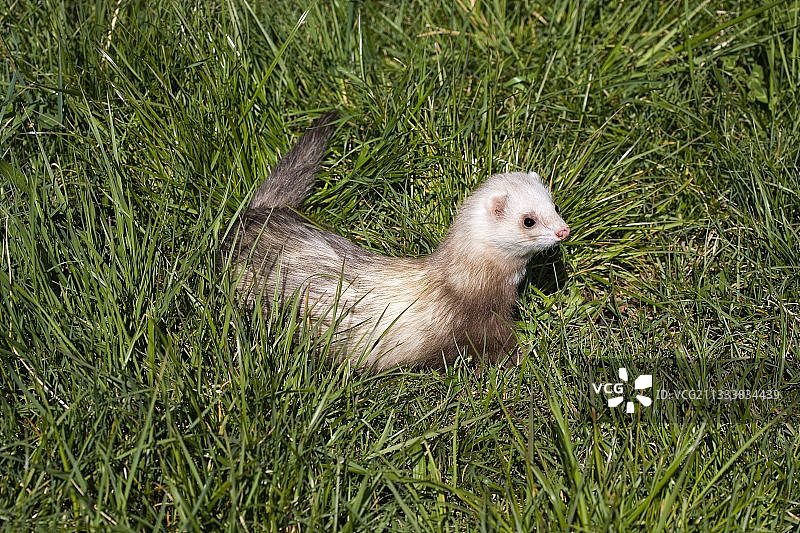 法国，草地上的雪貂图片素材