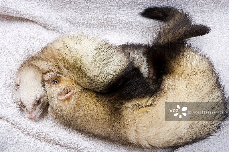 在法国笼子里追踪雌性白鼬的雄性白鼬图片素材