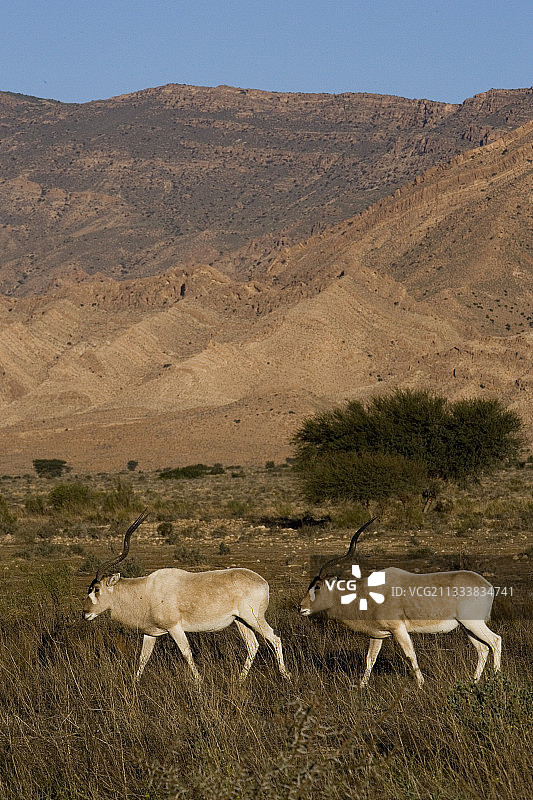 弯角剑羚在布-赫德马国家公园图片素材