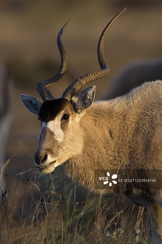 布-赫德马国家公园的弯角羚图片素材