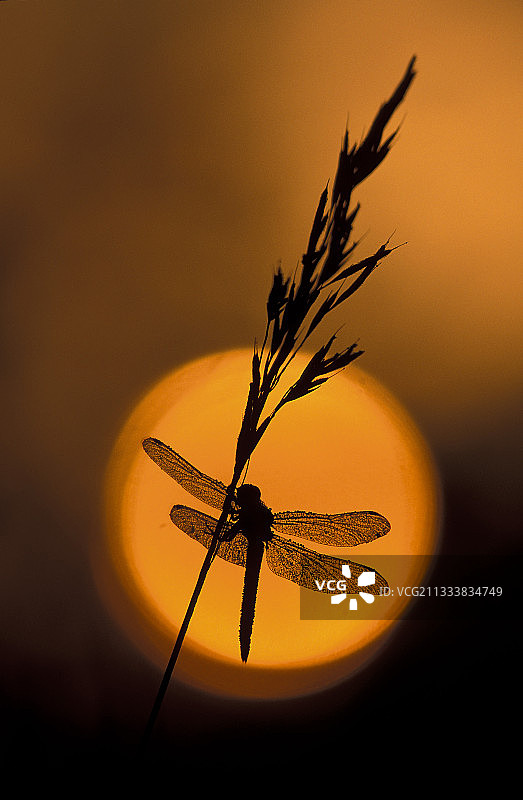 瑞士朝阳下，蜻蜓停在禾本科植物上图片素材