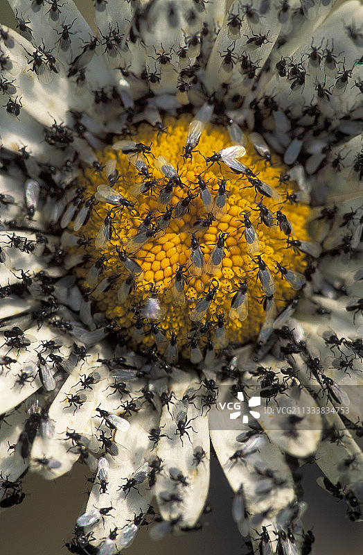 被带翅蚂蚁侵扰的雏菊图片素材