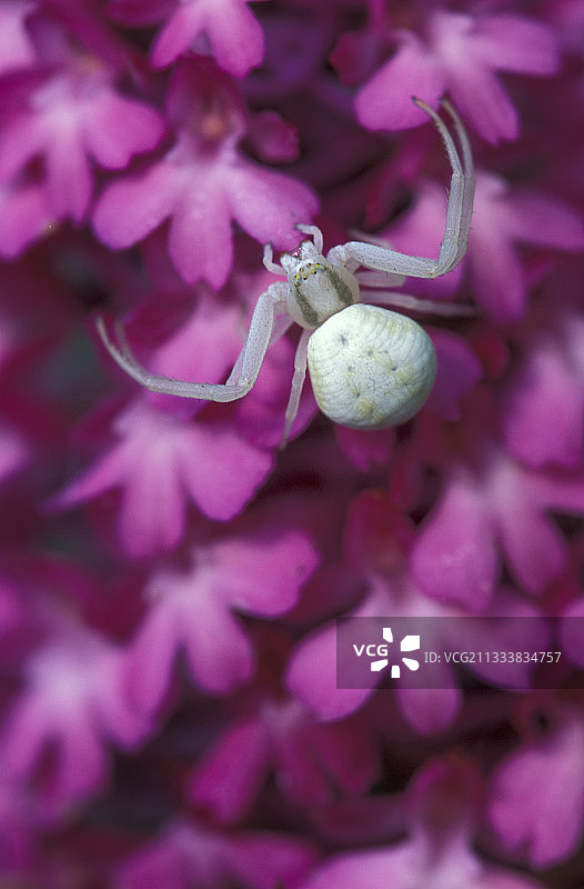 金字塔兰花上的金棒花蜘蛛图片素材