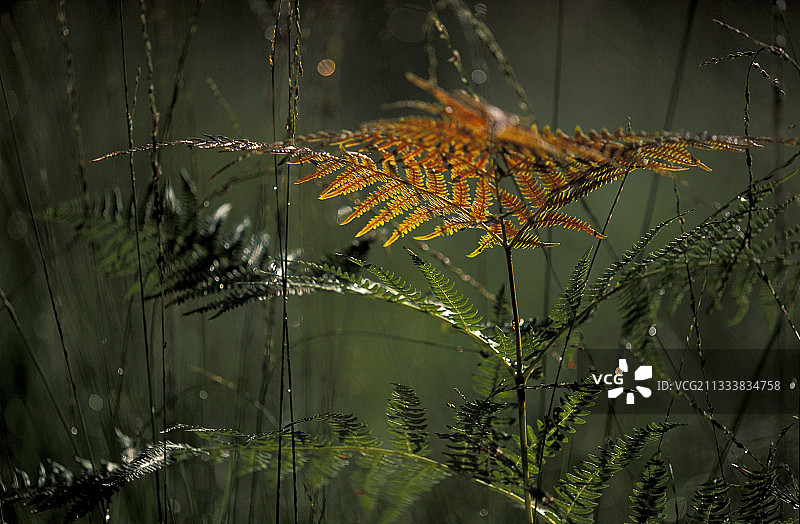 法国旺代空地上的蕨类植物图片素材