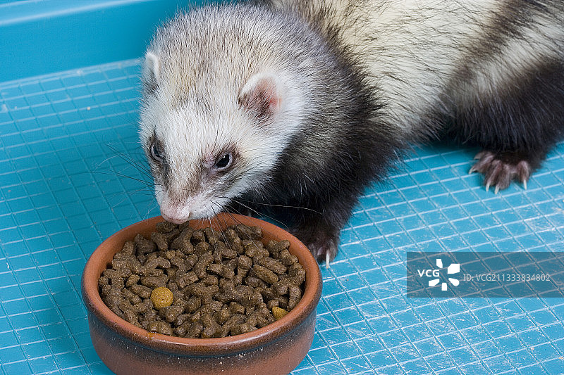 法国，雪貂在笼子底部吃食物图片素材