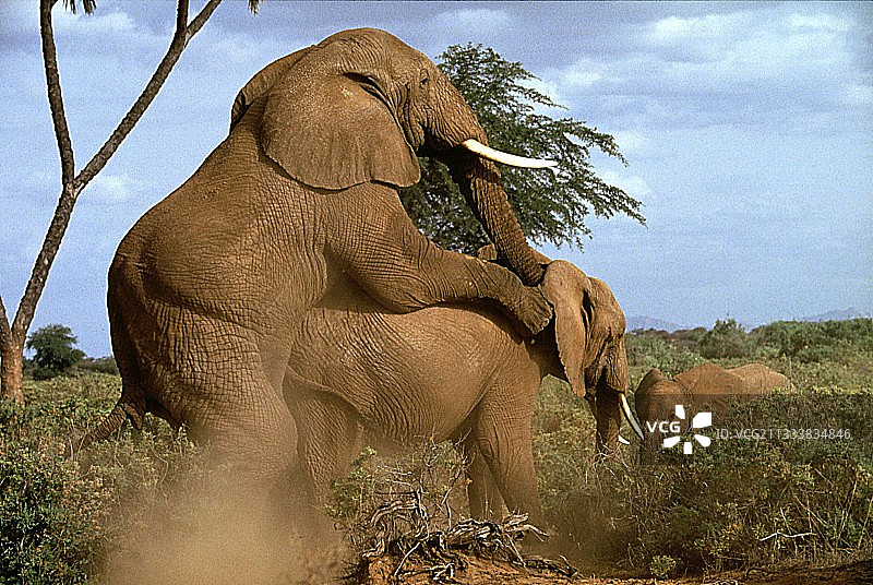 非洲象（肯尼亚安博塞利）图片素材