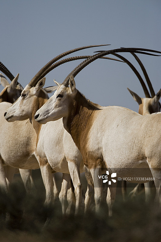 布-赫德马国家公园内的弯角剑羚群图片素材