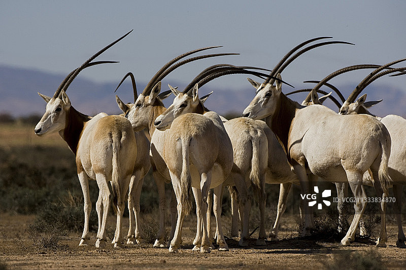布-赫德马国家公园内的弯角剑羚群图片素材
