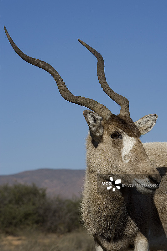 弯角大羚羊肖像图片素材